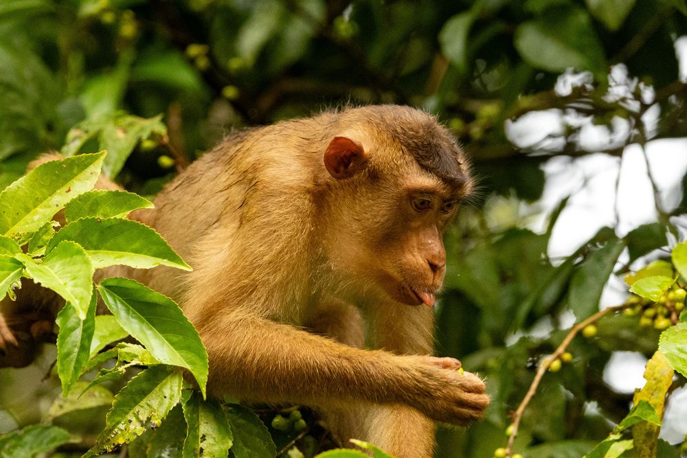 A young macaque monkey perches attentively among green tropical leaves, examining small fruits on nearby branches.