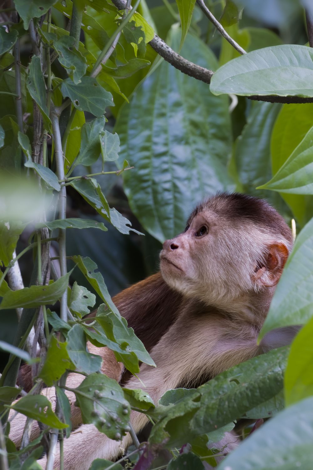 A young capuchin monkey gazing upward while nestled among large green tropical leaves.