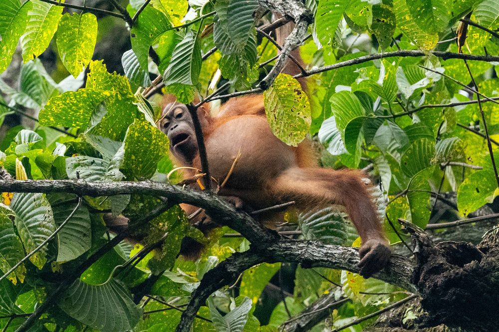 A large orangutan sits among green tropical leaves on a tree branch, mouth open wide.