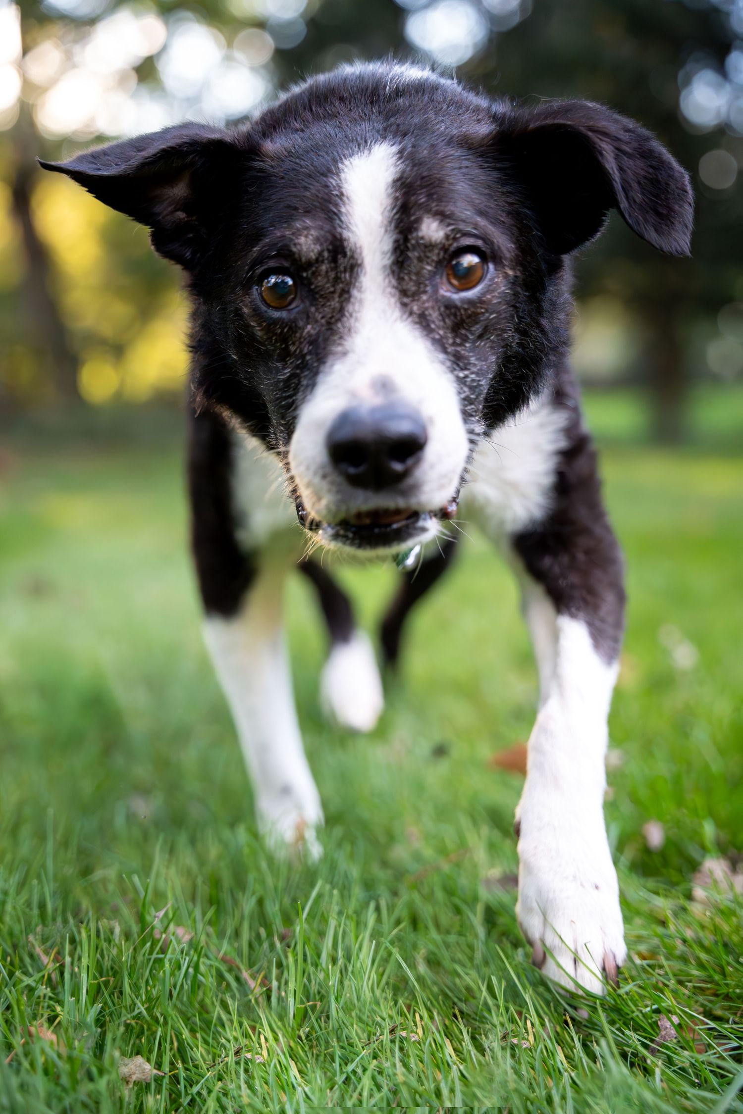 Curious Dog