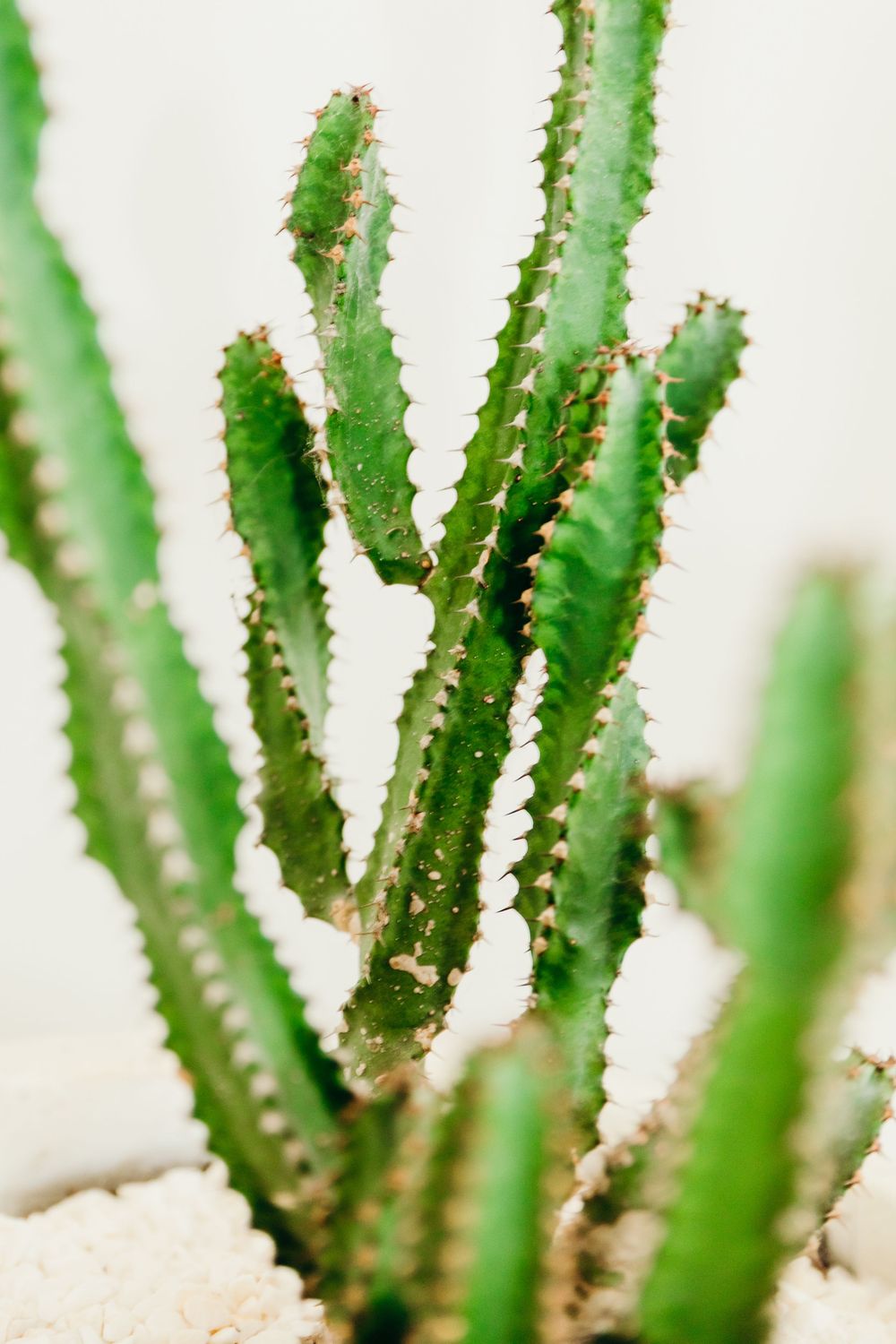 Close-up of a green spiny cactus with multiple stems growing in white gravel soil.