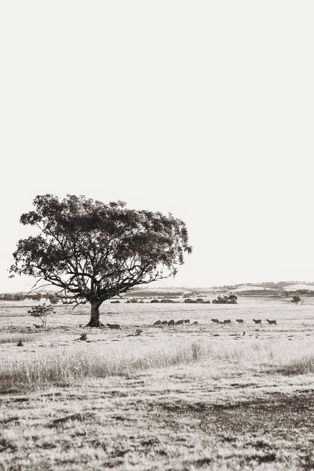 Black and white photo of a lone eucalyptus tree in an open field with grazing animals in the background. Kristielle Gibbons Photography.