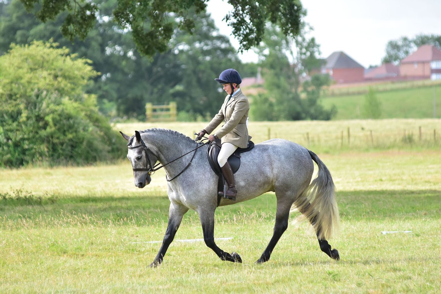 A dappled grey horse being ridden in an English saddle across a grassy field.