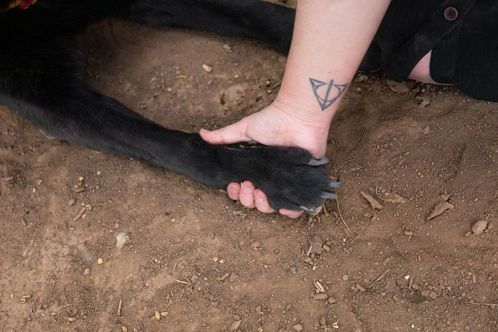 Person with Deathly Hallows tattoo on ankle holding a large black bear paw on sandy ground.