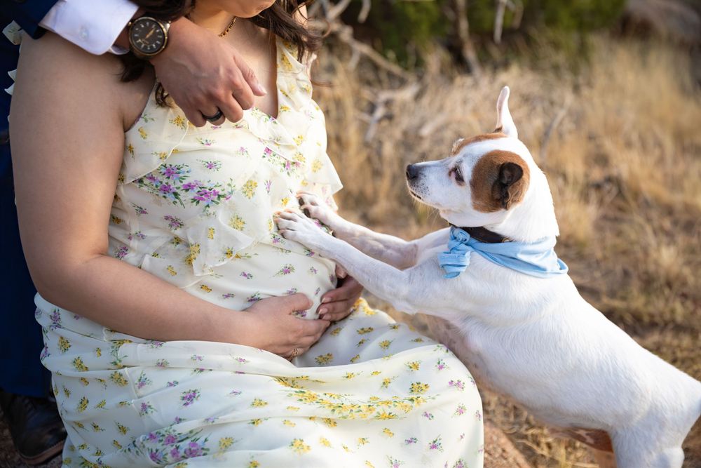 Pregnant woman in floral dress with Jack Russell Terrier dog placing paws on her baby bump outdoors.