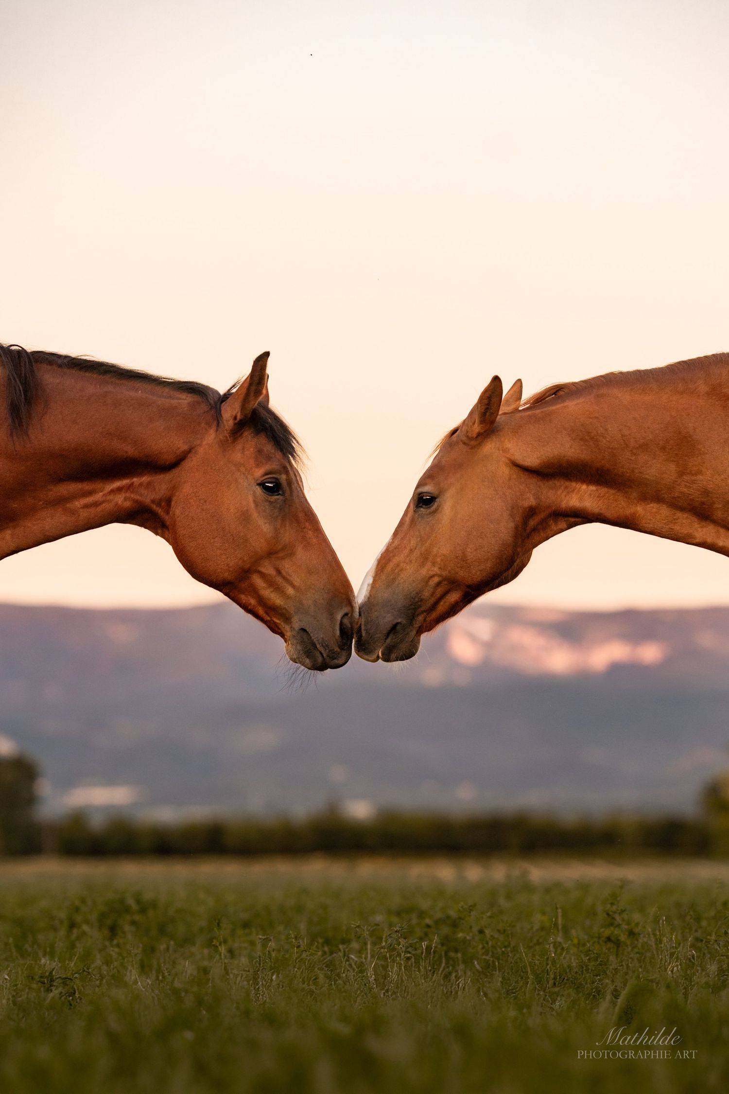 photographe cheval
séance photo chevaux
photographie animaux de compagnie
photo cheval extérieur
photographe Drôme Valence Isère