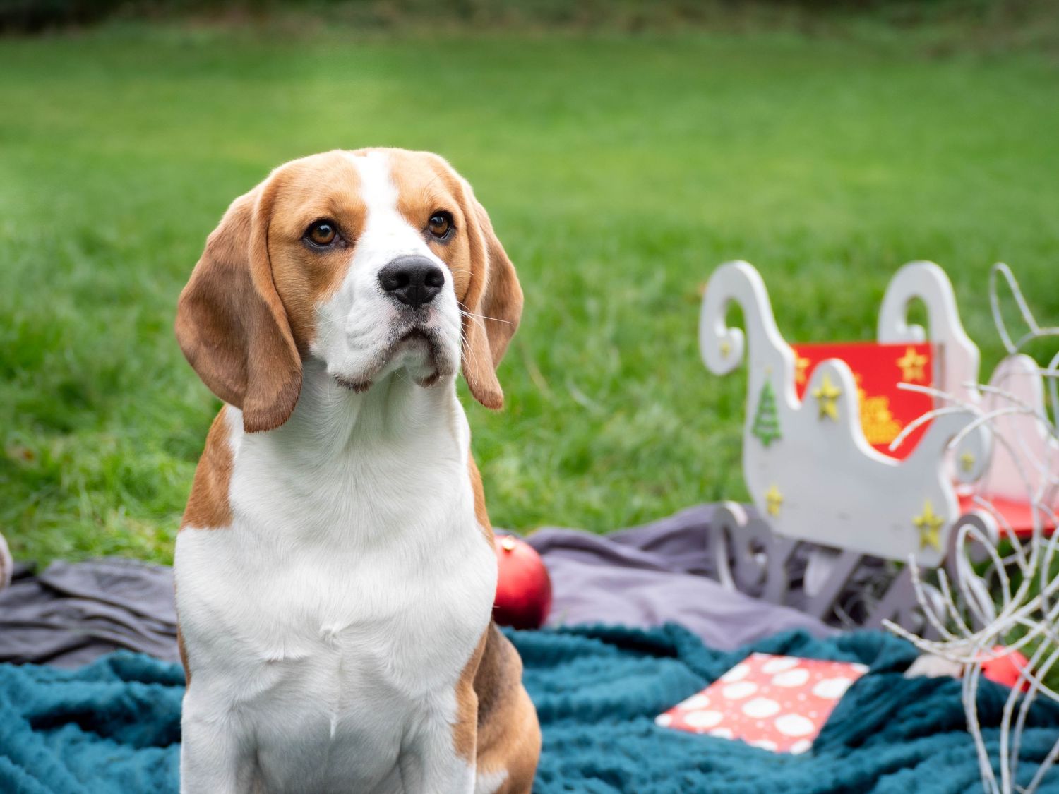 A beagle with floppy ears sits attentively on a teal blanket in a grassy yard beside a white sleigh and festive holiday decorations.