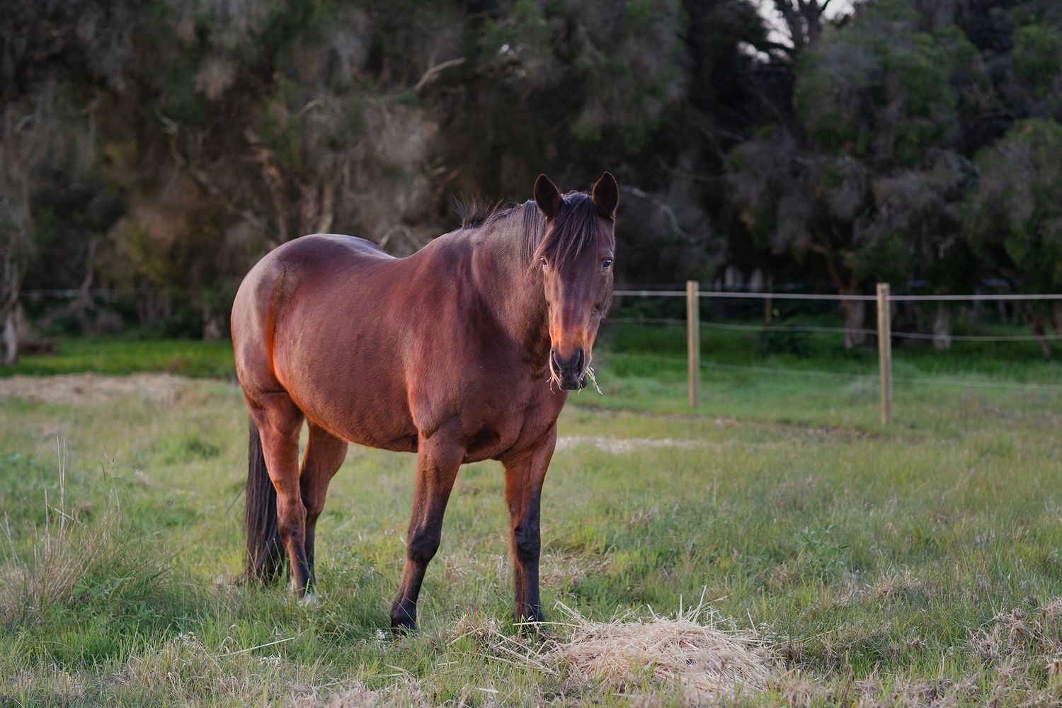 Horse standing in a paddock eating hay