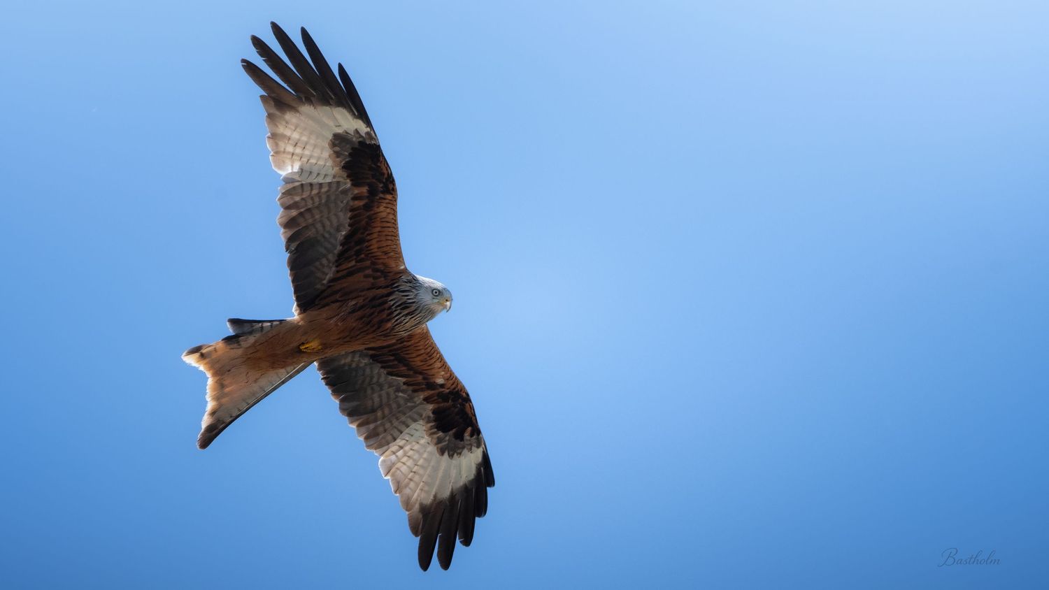 A red kite bird soaring gracefully against a clear blue sky with wings fully spread.