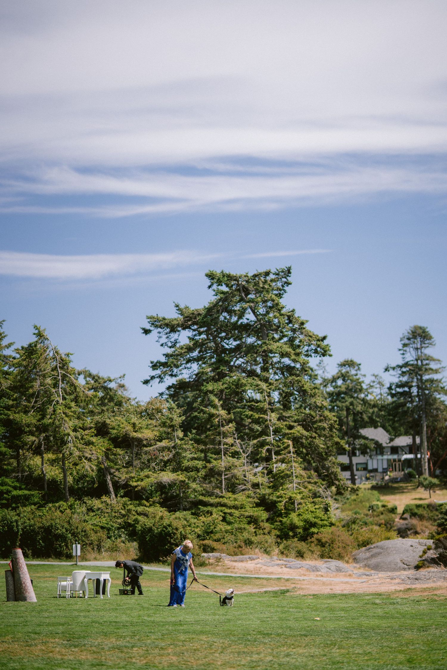 Person raking grass on a wide open lawn surrounded by tall evergreen trees and a distant house.