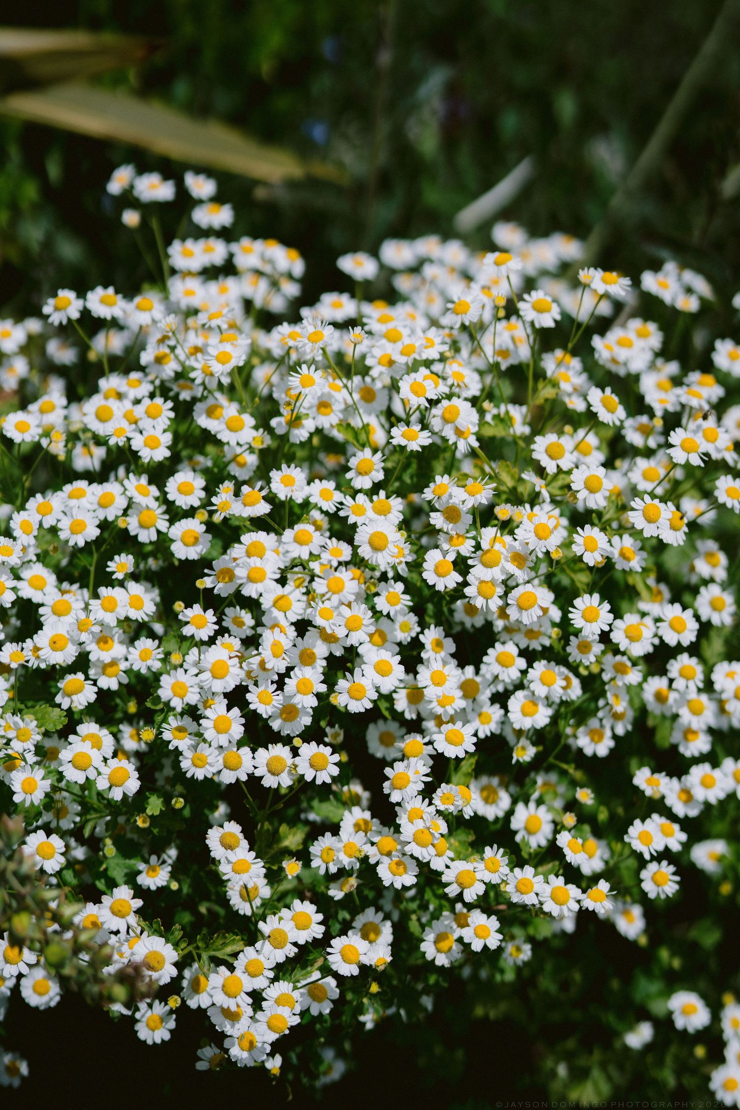 Close-up of white daisy flowers with yellow centers blooming in a lush green garden.