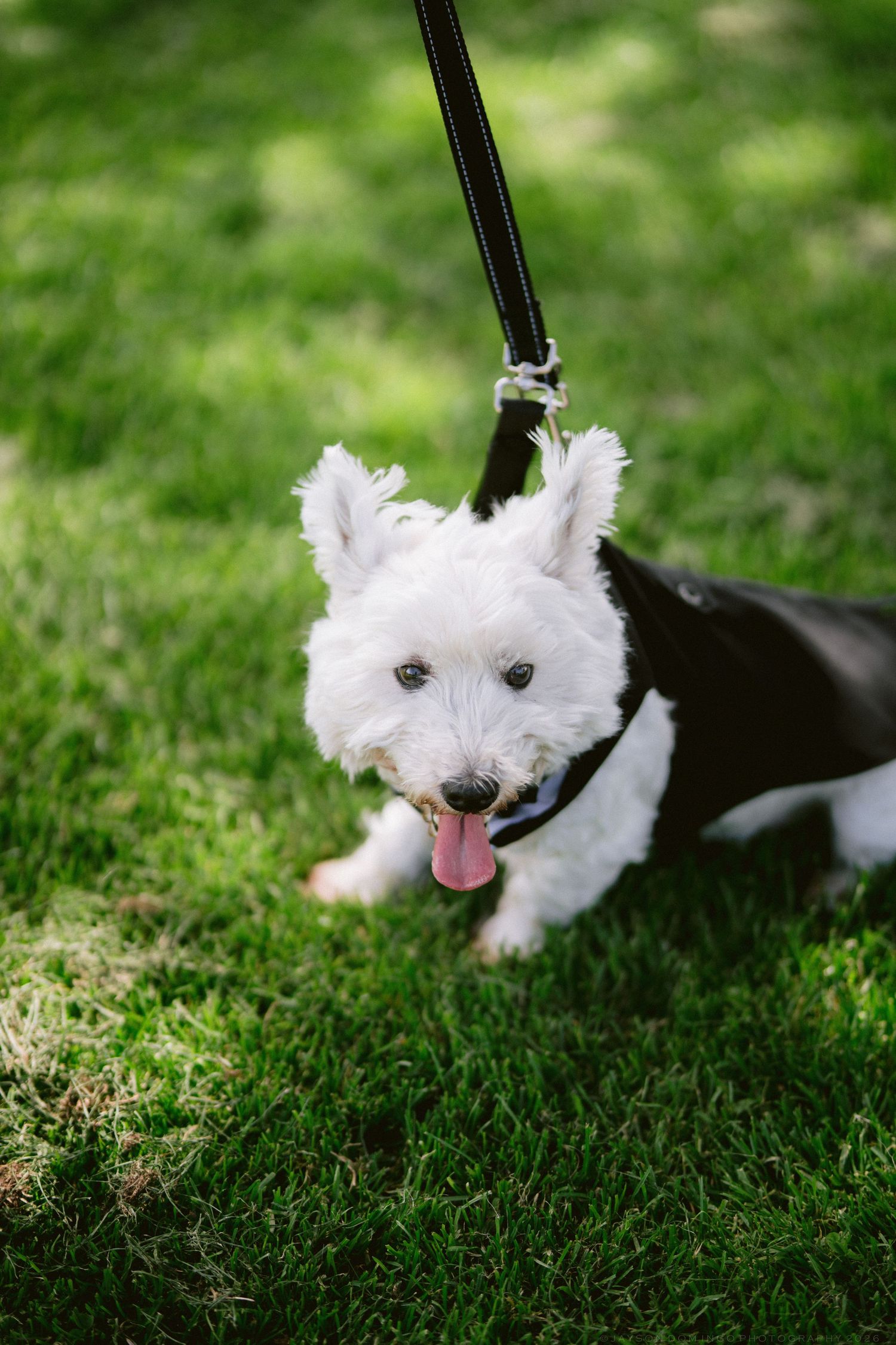 Cute white West Highland Terrier dog on leash wearing black harness sits on green grass.