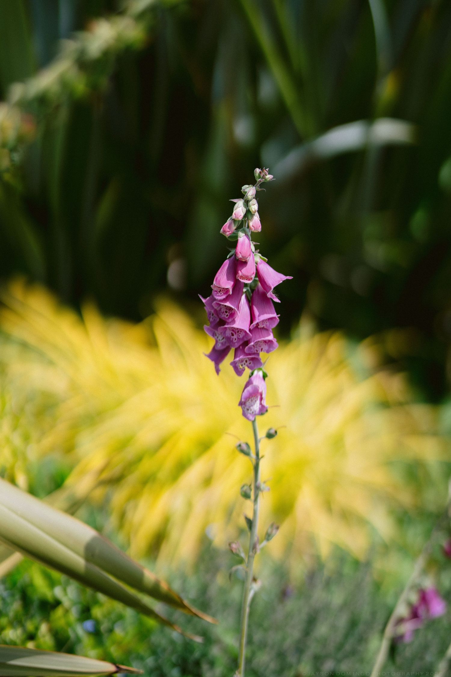 Purple foxglove flower blooming in garden with yellow ornamental grass background.