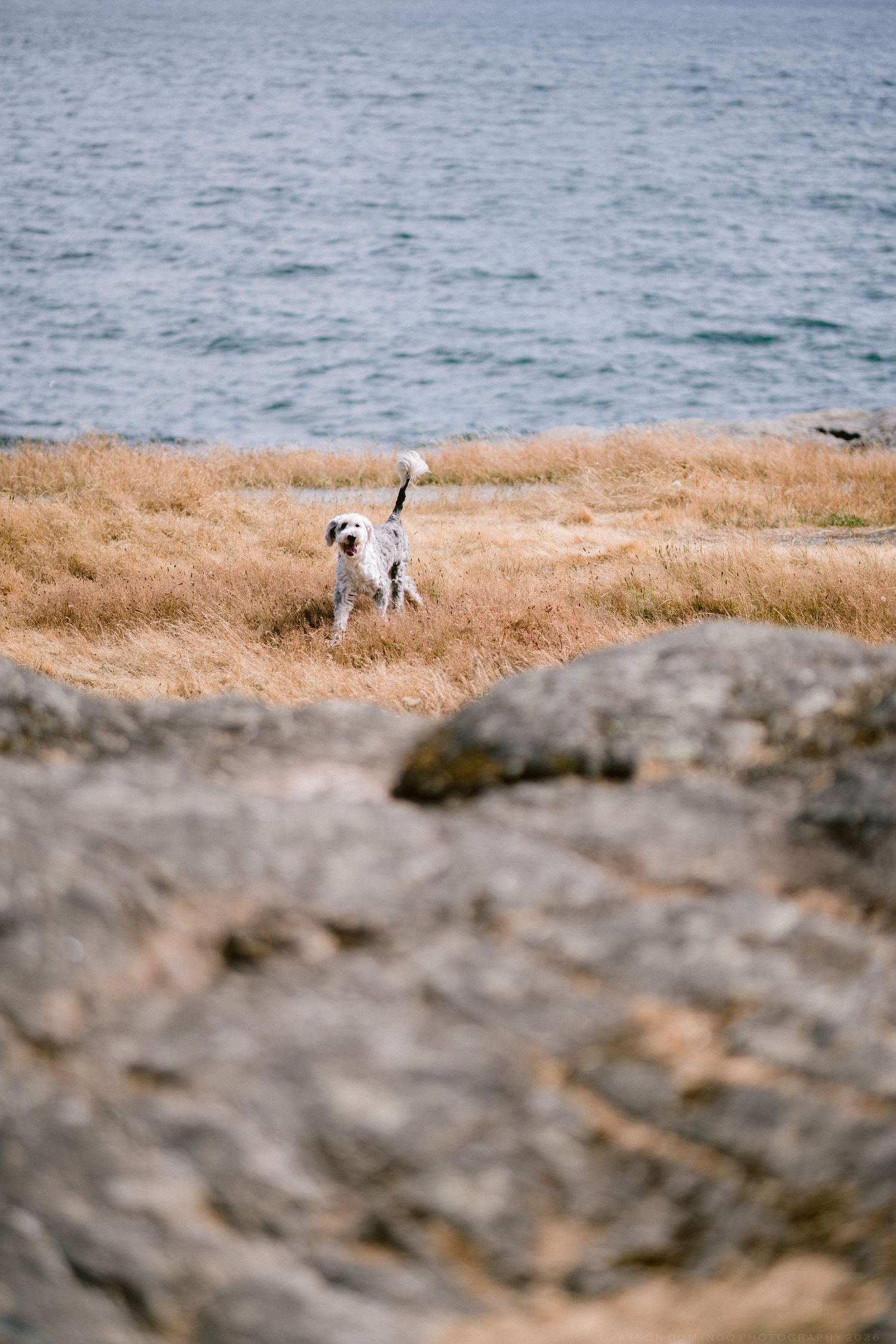 Dalmatian dog standing on dry grass near rocky shoreline with ocean water in the background.