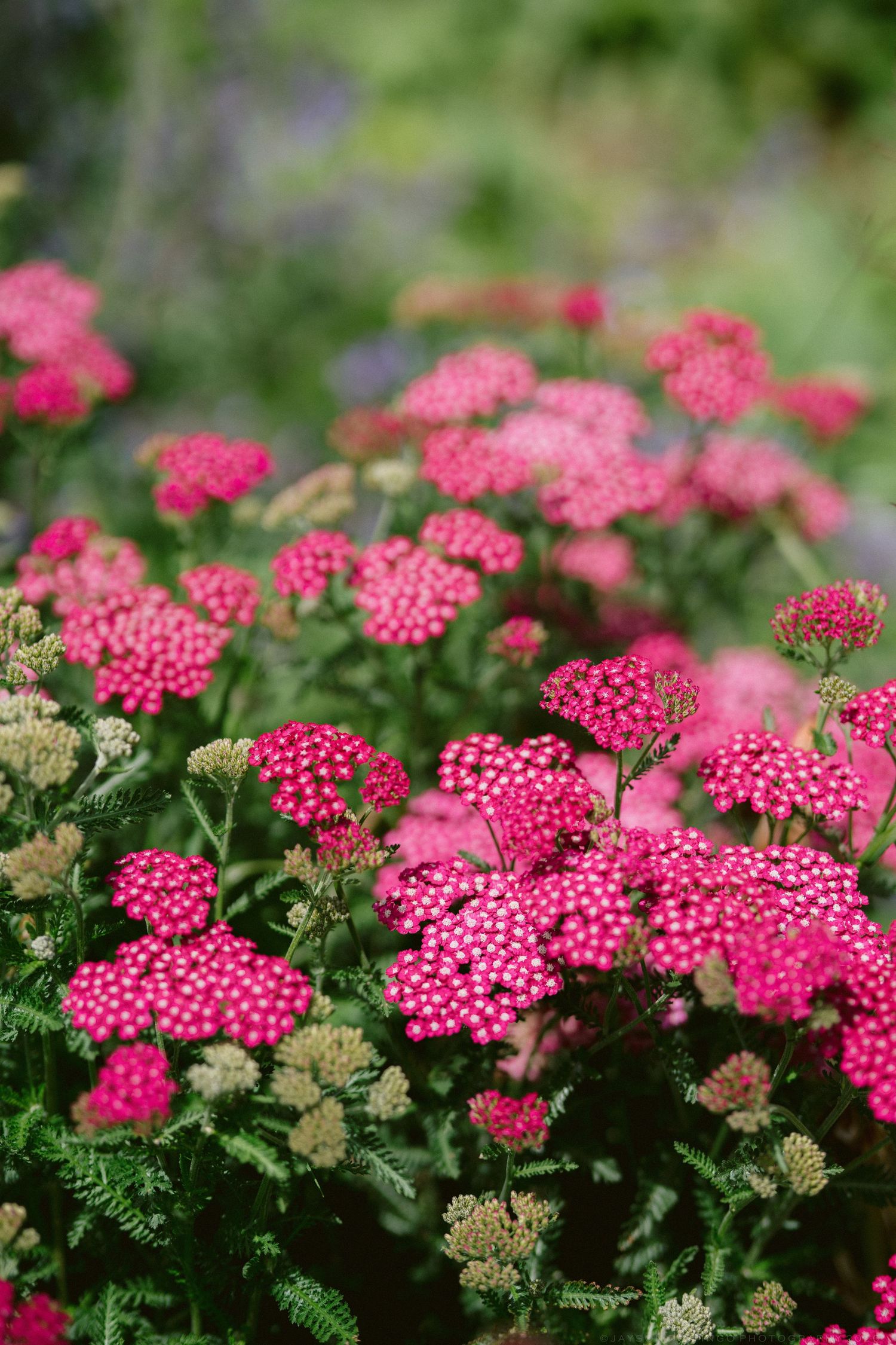 Close-up of vibrant pink yarrow wildflowers blooming in a lush green garden setting.