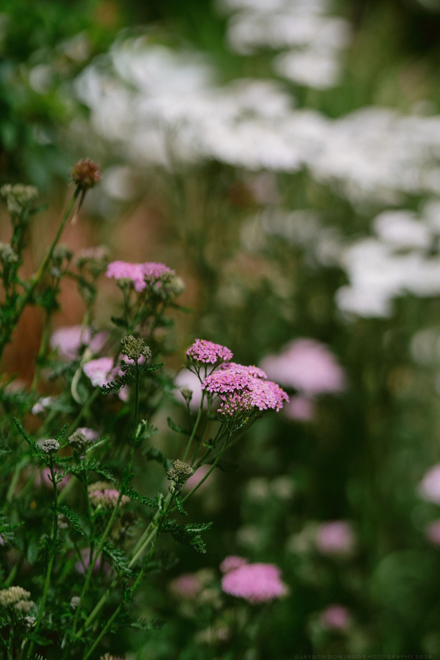 Pink yarrow wildflowers growing in a garden with white blooms softly blurred in background.