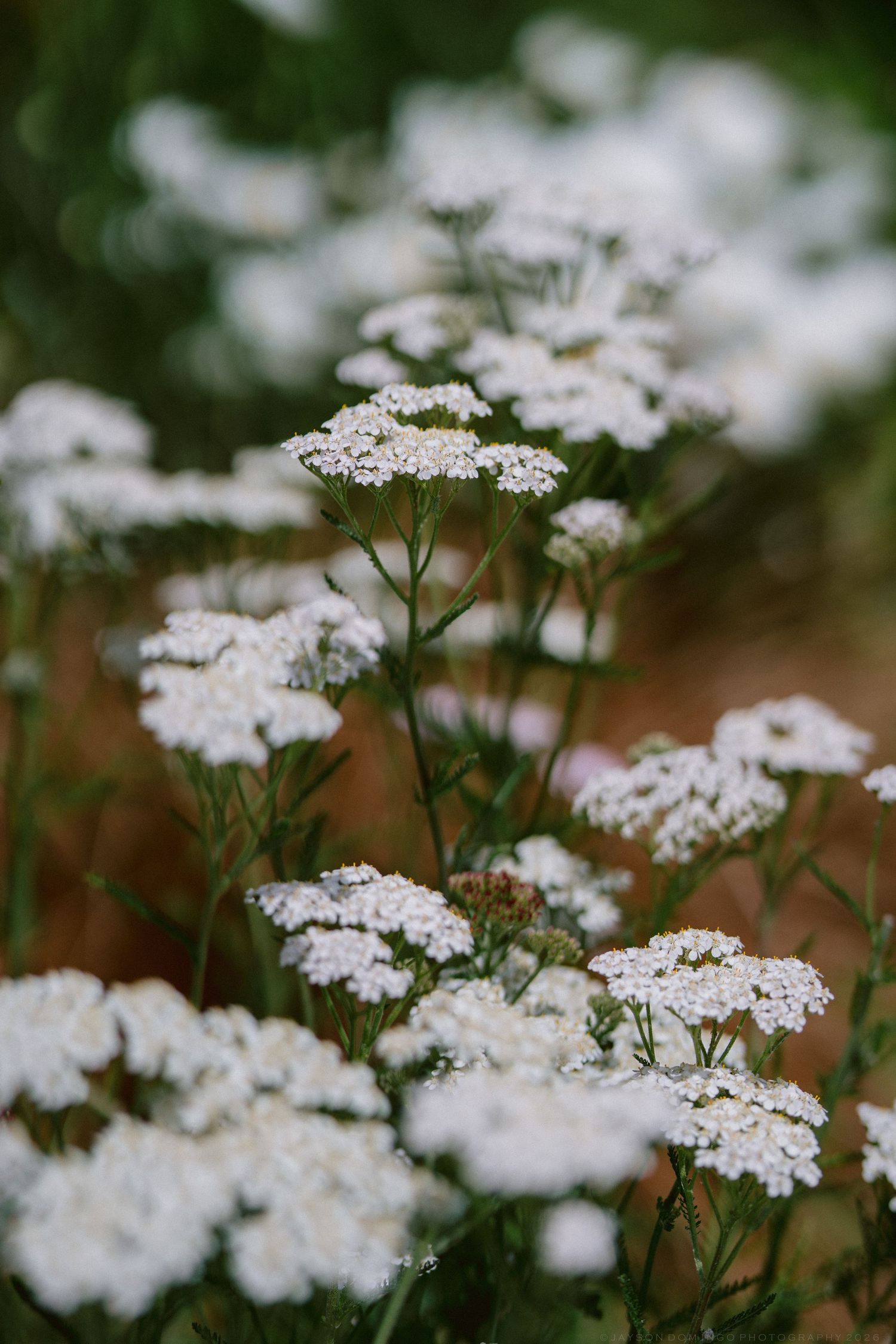 Close-up of delicate white yarrow wildflowers blooming on tall green stems in a garden.