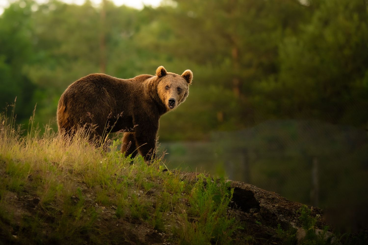 Brown bear on grassy hillside near water with lush green trees at golden hour.