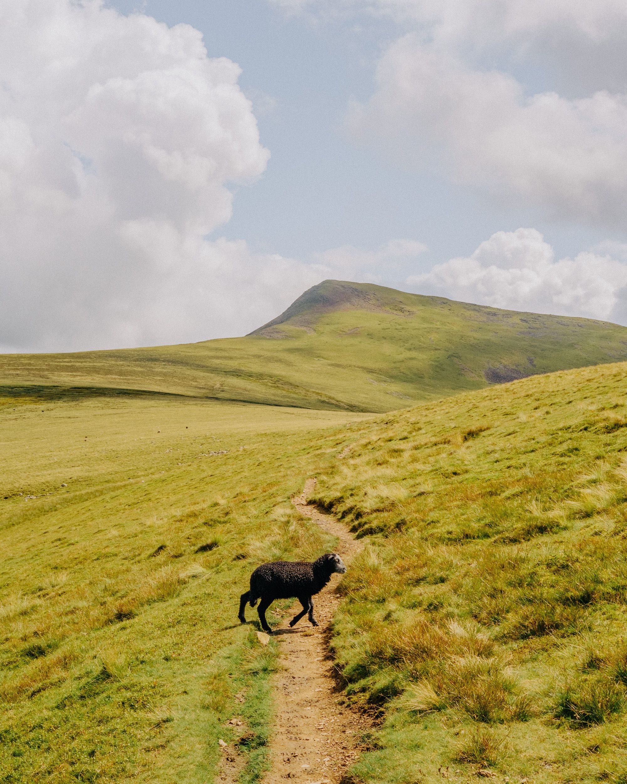 A black sheep walks along a narrow dirt path on green rolling hills with a mountain peak visible under a cloudy sky.