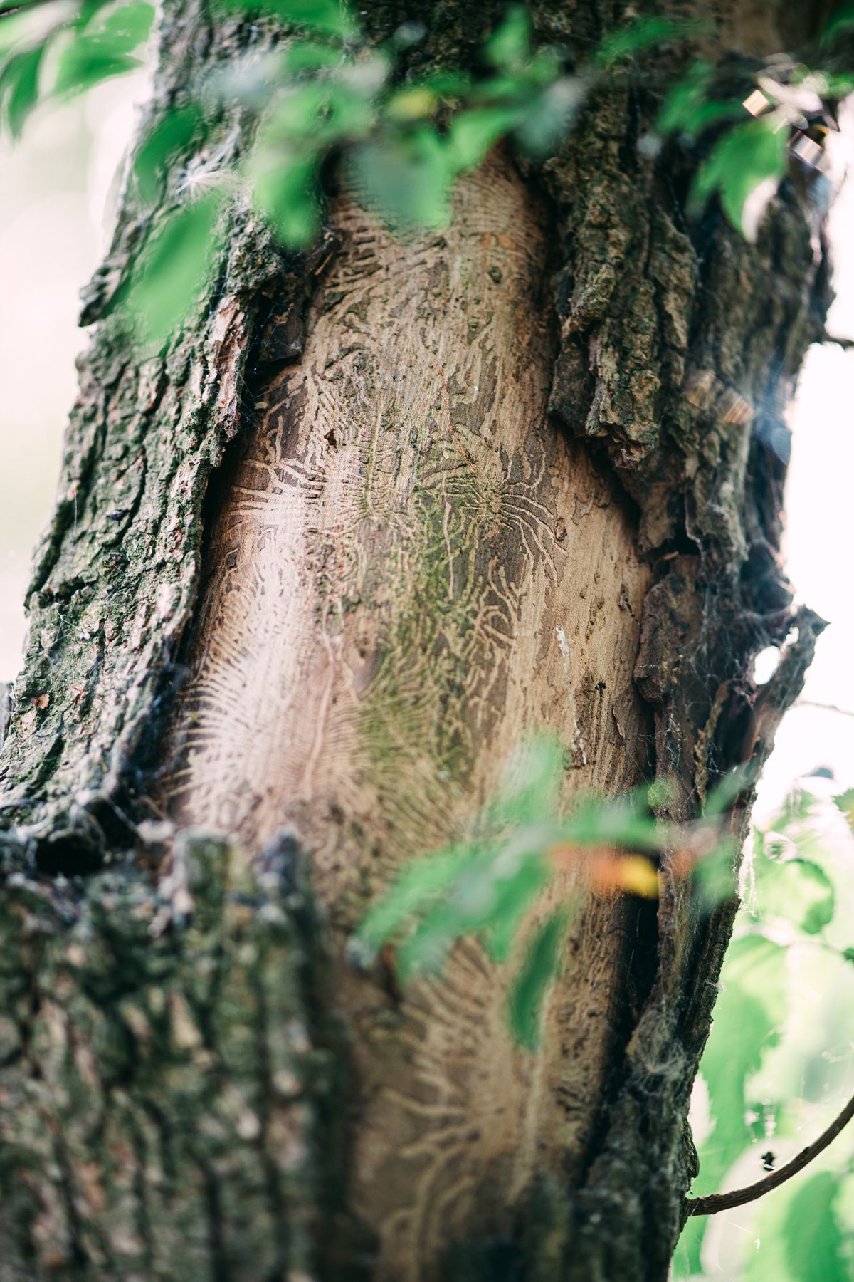 Close-up of a mossy fallen elm bark surrounded by twigs, leaves, and dense forest undergrowth in soft natural light.