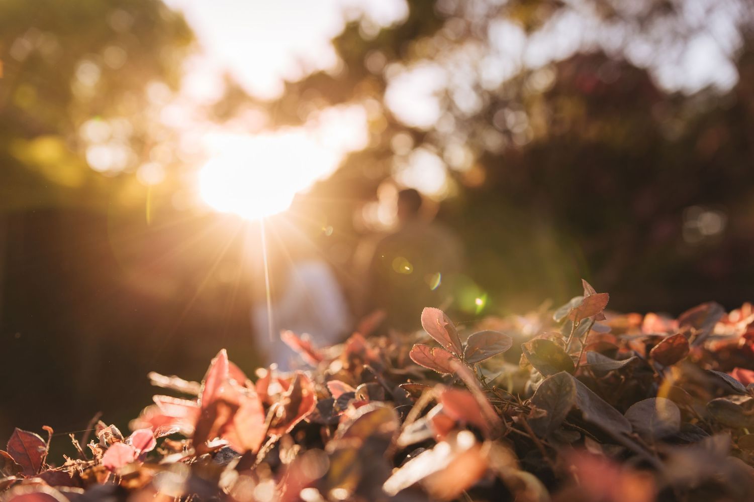 Autumn leaves glow in golden sunset light with a blurred couple standing in a sunlit garden background.