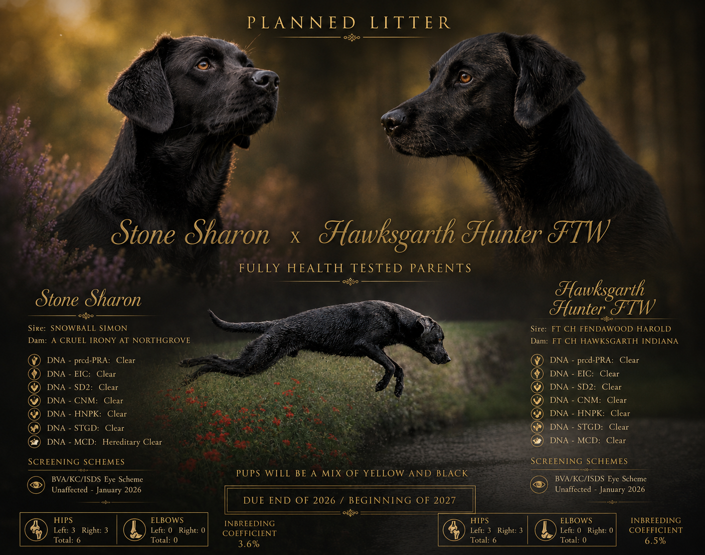 Well Bred Working Black Labrador Puppies