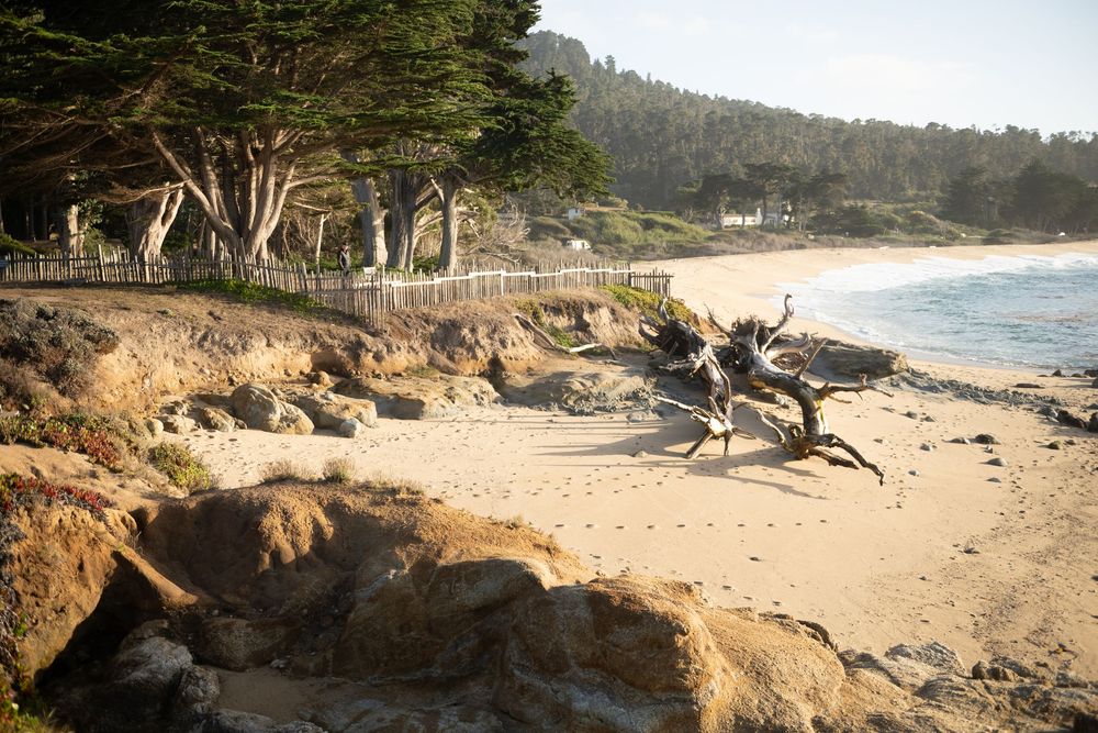 Sandy beach cove with weathered driftwood, rocky outcrops, a wooden fence and cypress trees overlooking gentle ocean waves at sunset.