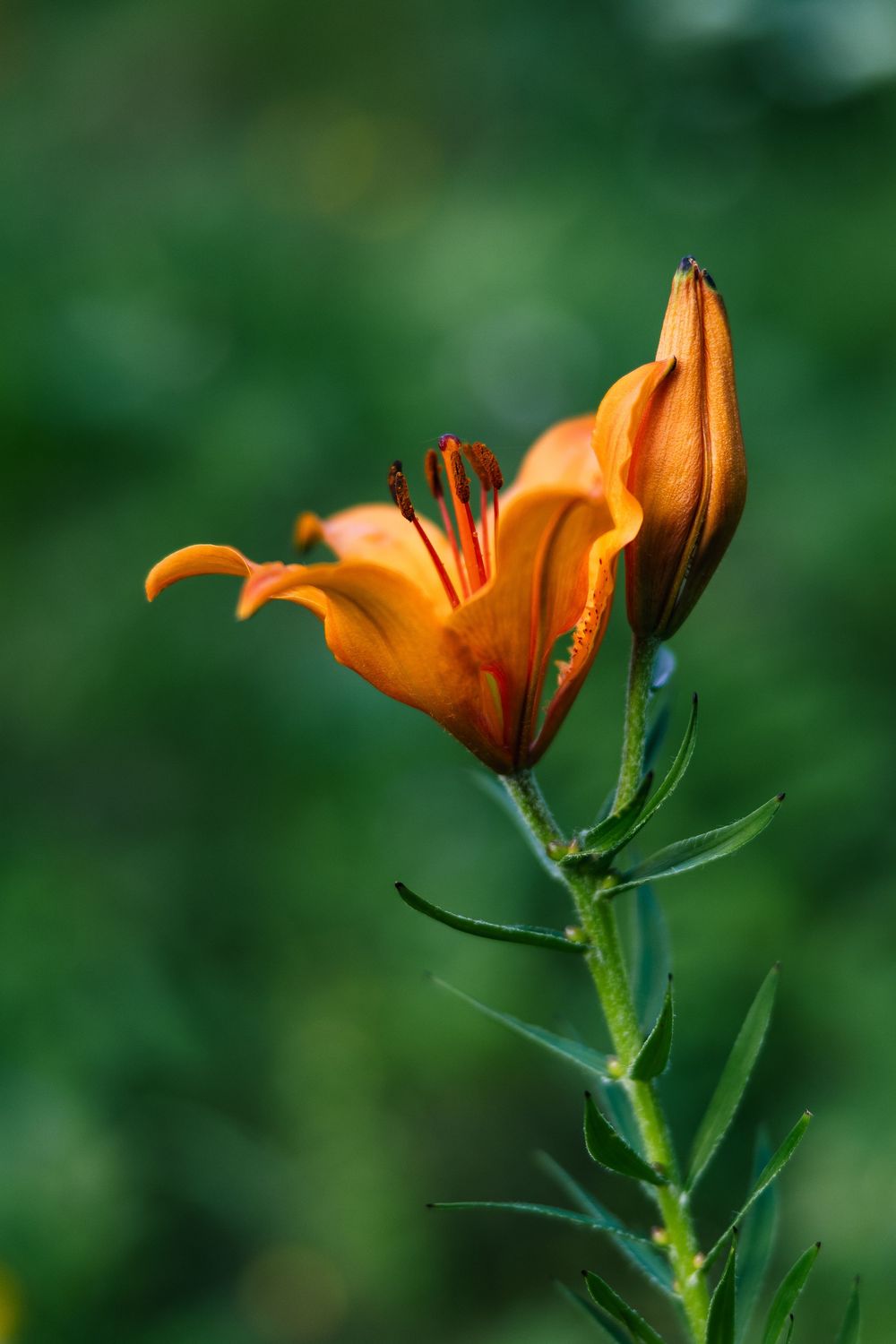 Close-up of an orange lily in bloom against soft green alpine vegetation in the Dolomites, Italy. Photo: Jan Virt