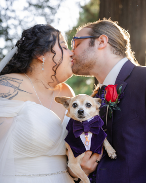 Bride and groom kissing at wedding while holding a Chihuahua dressed in a purple bow tie and vest.