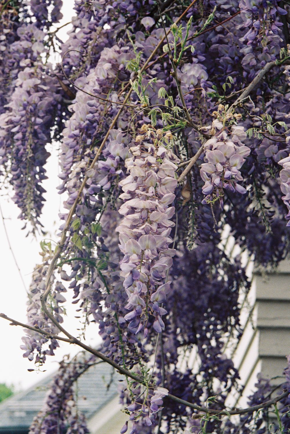 Cascading purple wisteria flowers hanging from branches in full spring bloom.