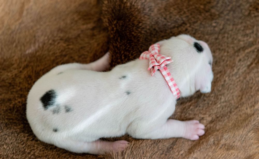 Tiny newborn white puppy with black spots wearing a pink ribbon bow collar resting on a brown blanket.