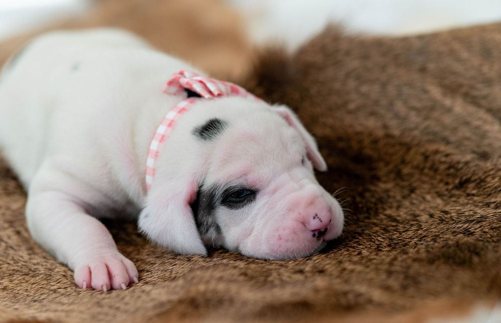 Newborn white puppy with pink bow sleeping on brown fuzzy blanket.