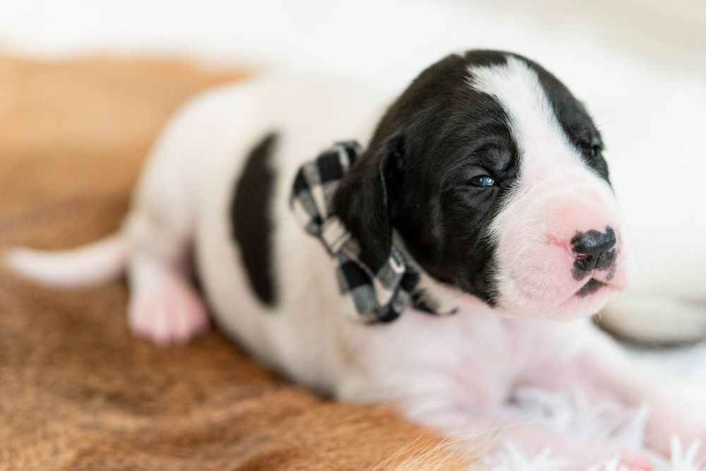 Black and white Great Dane puppy wearing a plaid bow tie lying down, with blue eyes and a pink nose.