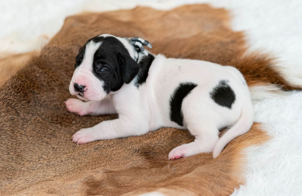 A tiny black and white puppy rests on a brown and white fur rug, looking adorable and newborn.