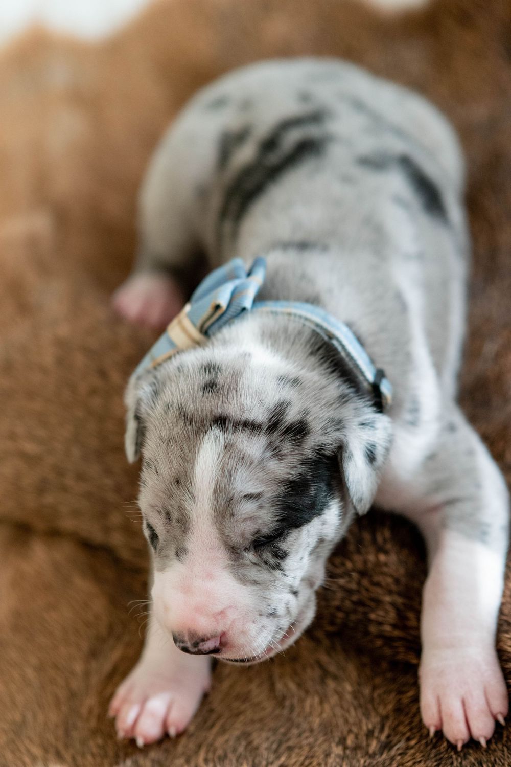 A tiny merle Great Dane puppy with a blue collar sleeping on a brown fur blanket.