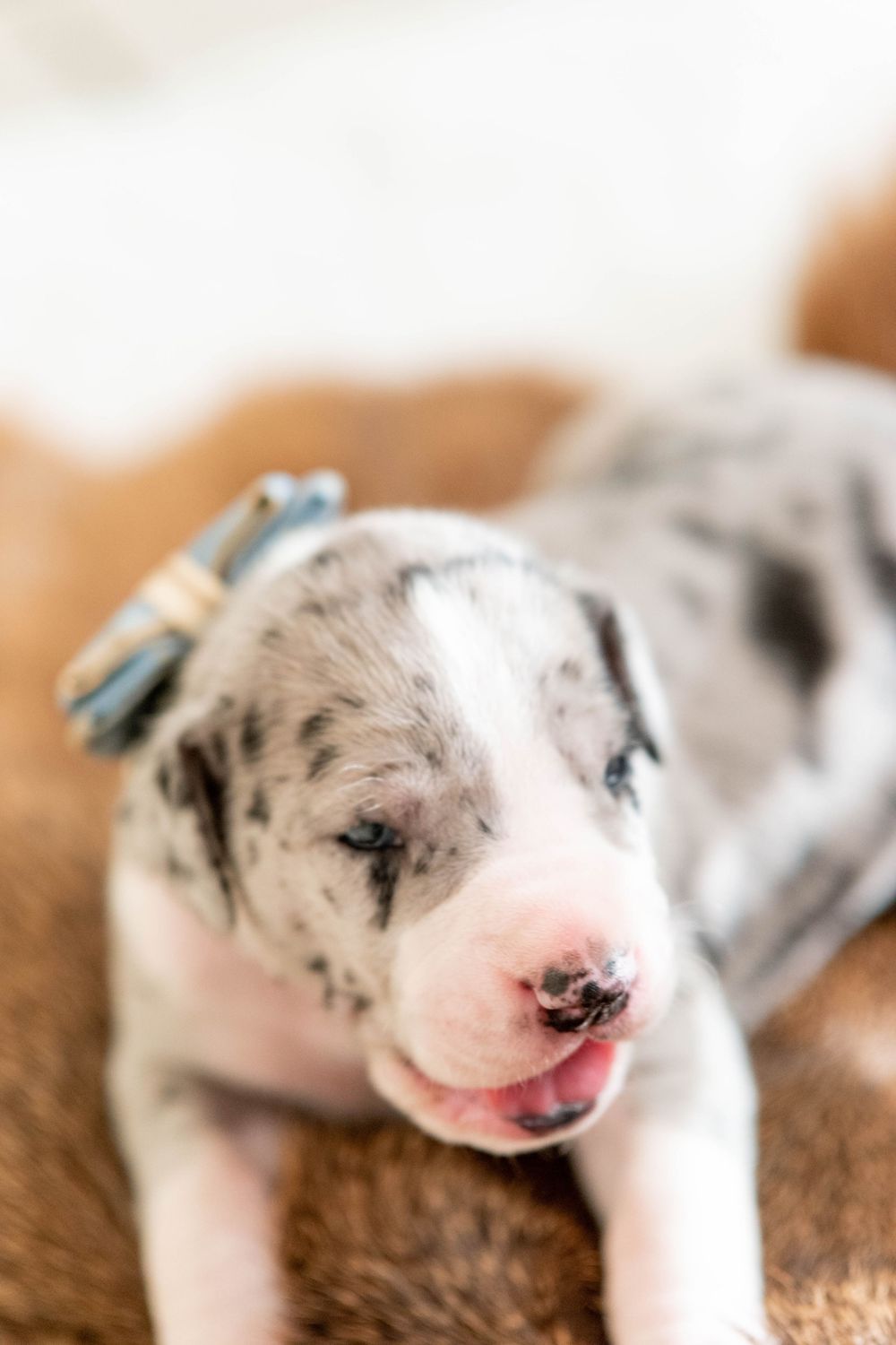 Adorable merle Great Dane puppy with blue bow collar resting on a soft brown blanket.