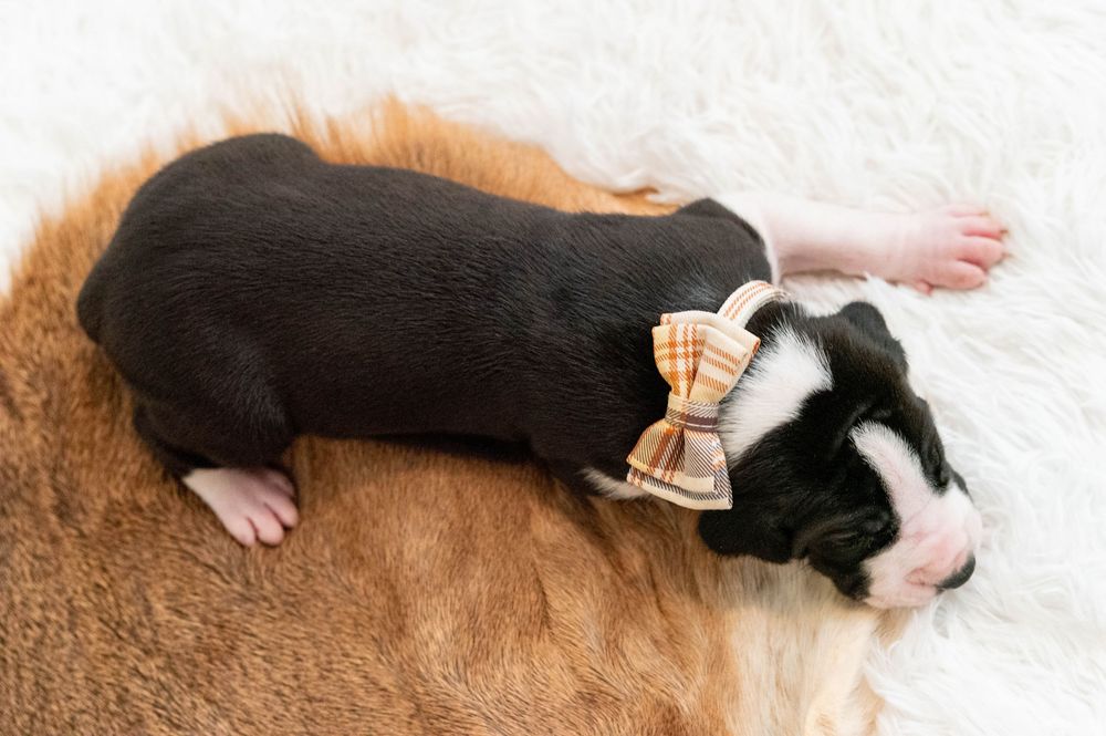 Newborn black and white puppy sleeping on fluffy white fur, wearing a cute plaid bow tie accessory.