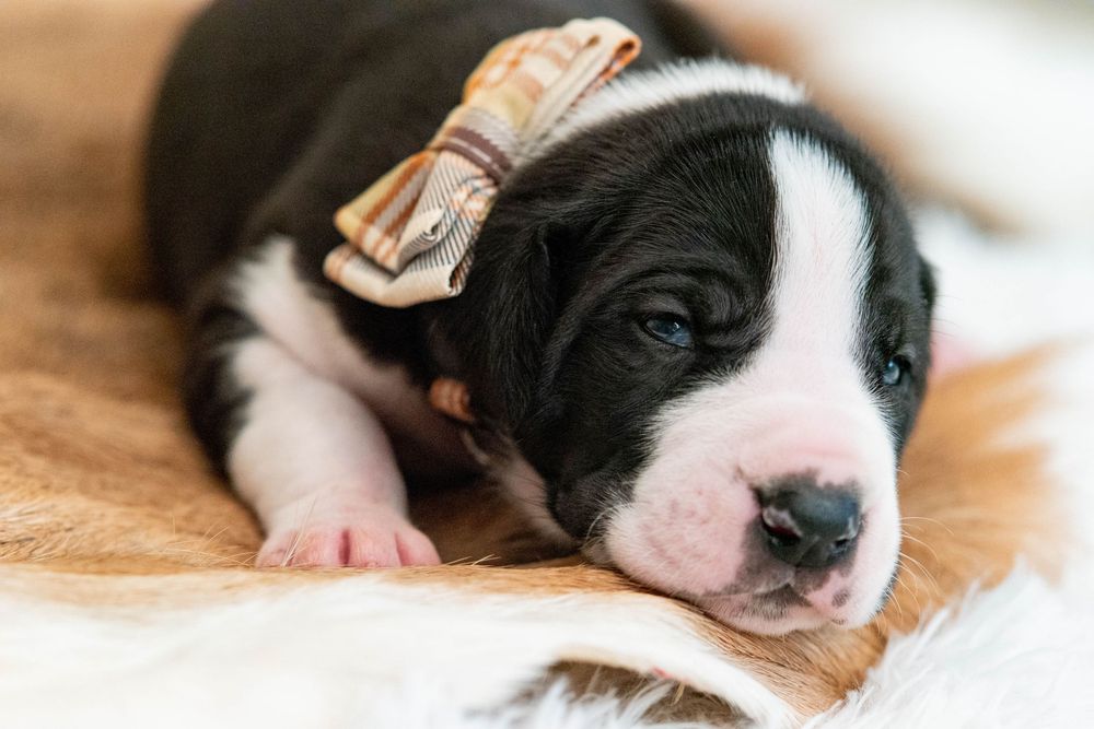 Black and white newborn puppy with a bow on its head resting on a soft blanket.