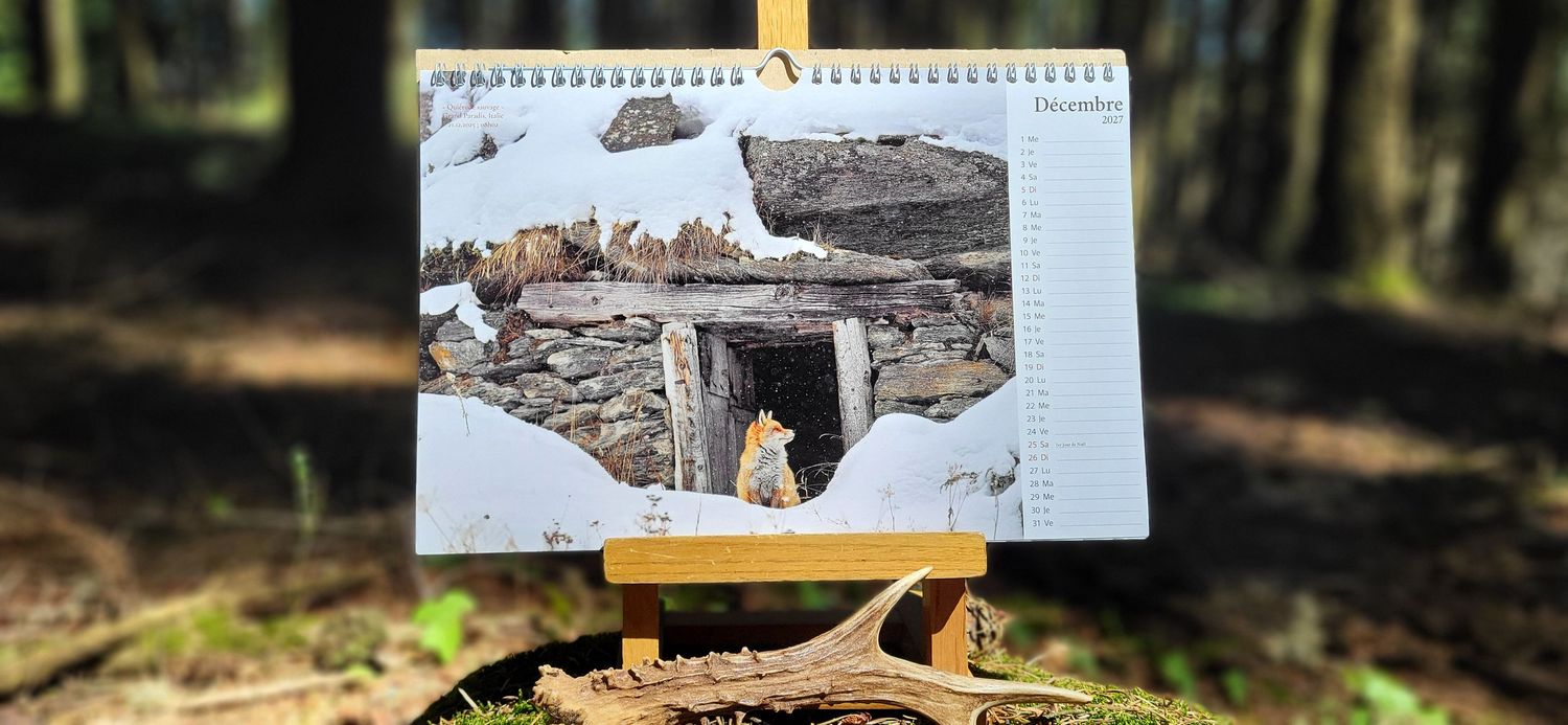 A spiral-bound calendar displayed on a wooden easel in a forest, showing a December photo of a cat near a snowy stone structure.