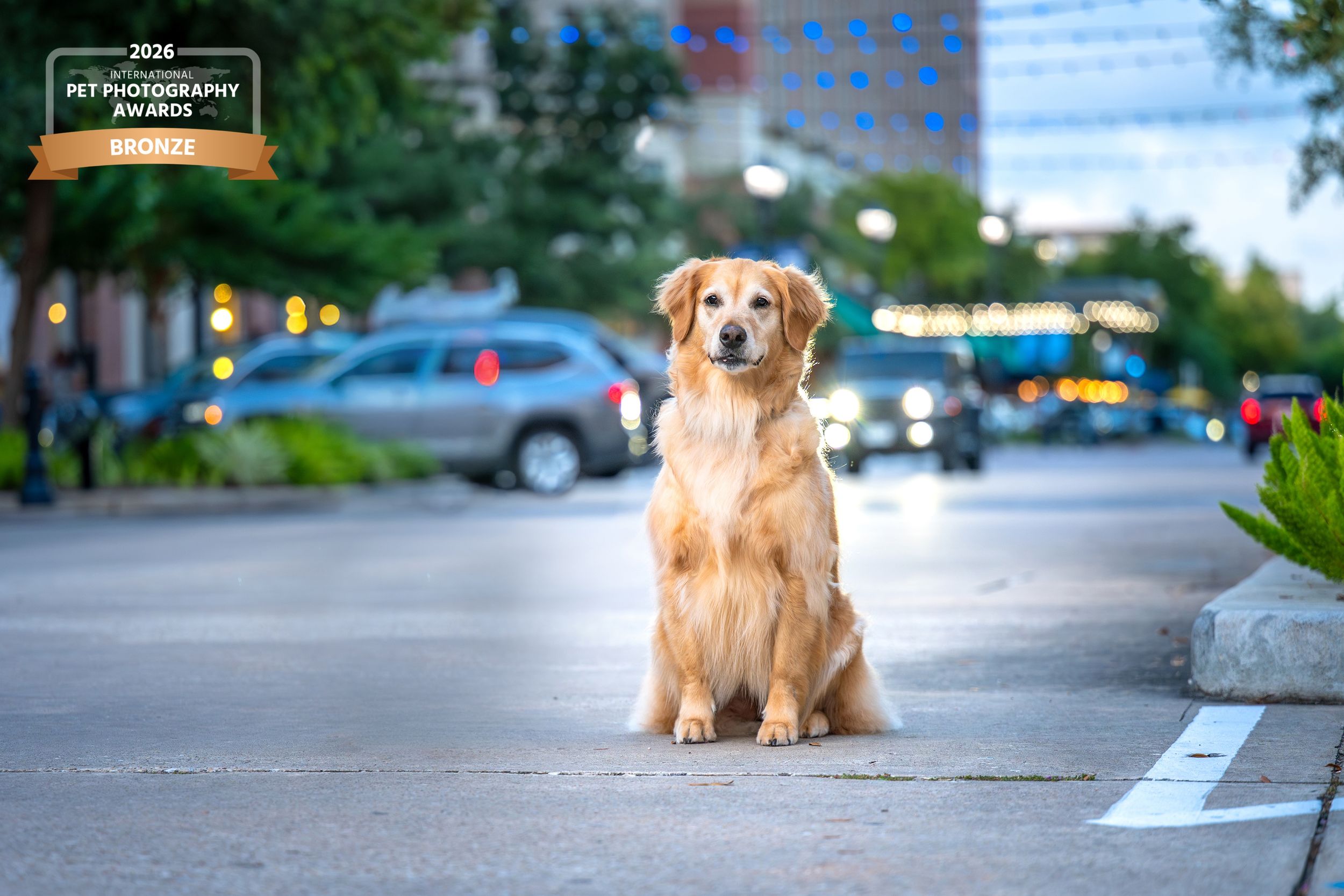 Award-winning photo of a golden retriever sitting on a city sidewalk with blurred urban background and bokeh lights.