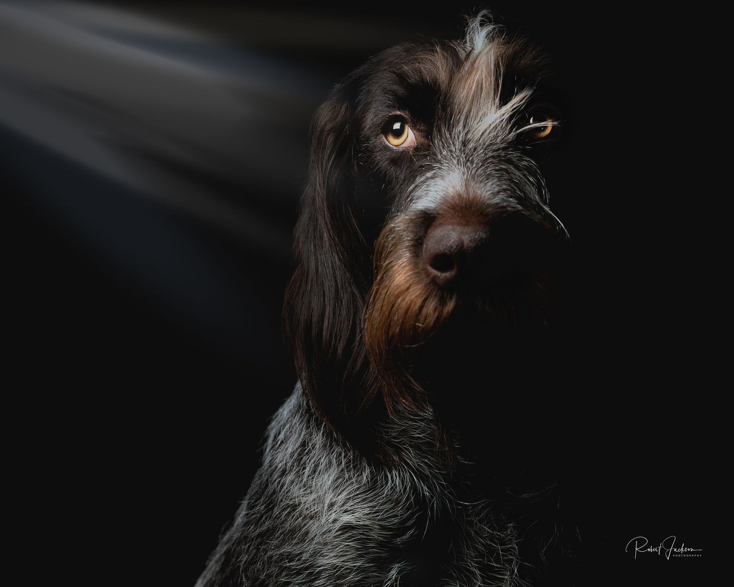 Professional studio portrait of a German Wirehaired Pointer dog in dramatic lighting.
