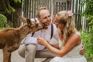 Brudpar får en puss av en älgkalv under sin unika bröllopsfotografering i Ockelbo.