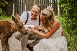 Brudpar tillsammans med en älgkalv under sin personliga bröllopsfotografering i Ockelbo.