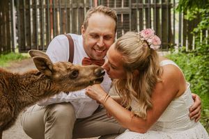 Brudpar får en puss av en älgkalv under sin unika bröllopsfotografering i Ockelbo.