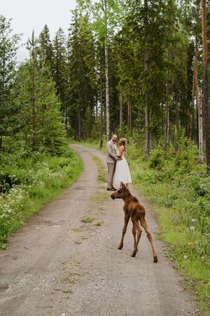 Brudpar och älgkalv på en skogsväg under en unik bröllopsfotografering i Ockelbo.