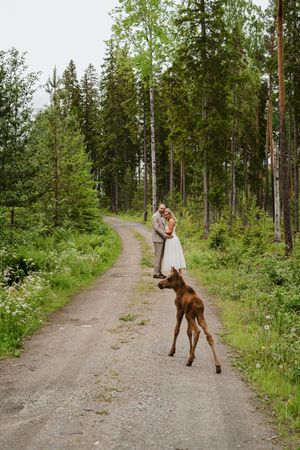 Brudpar och älgkalv på en skogsväg under en unik bröllopsfotografering i Ockelbo.