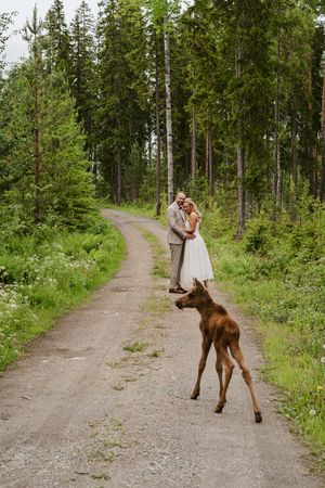 Brudpar och älgkalv på en skogsväg under en unik bröllopsfotografering i Ockelbo.