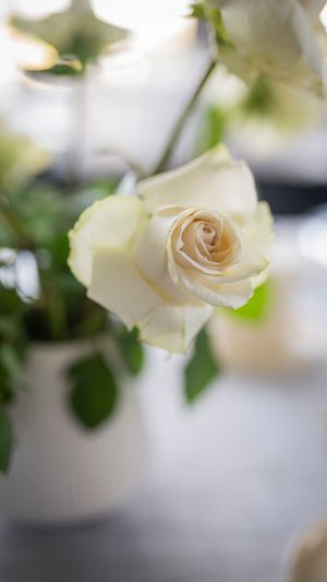 A delicate white rose in full bloom displayed in a white vase with green leaves, captured with soft bokeh background.