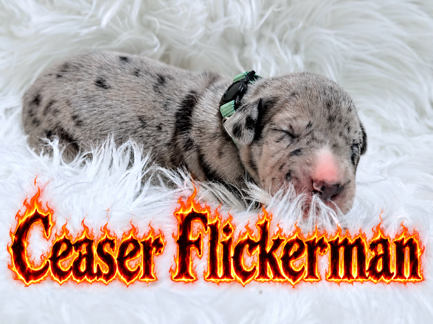 Newborn merle Great Dane puppy named Ceaser Flickerman sleeping on white fur blanket wearing green collar.