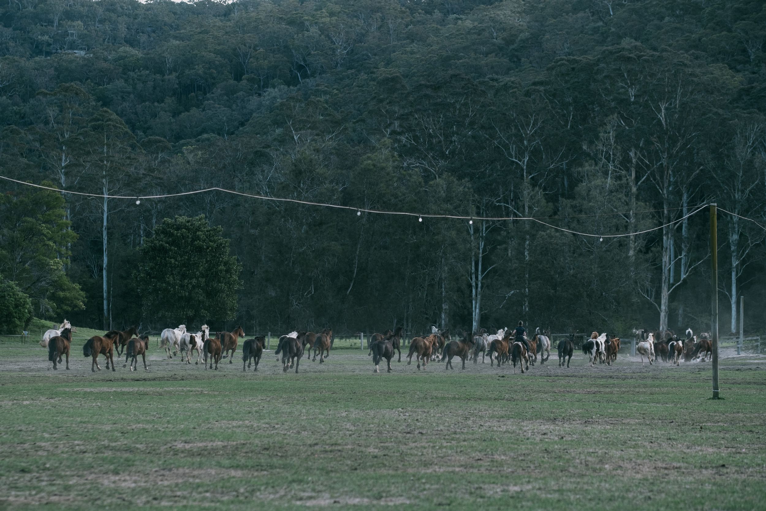 A herd of horses galloping across an open field surrounded by dense Australian bush at dusk.